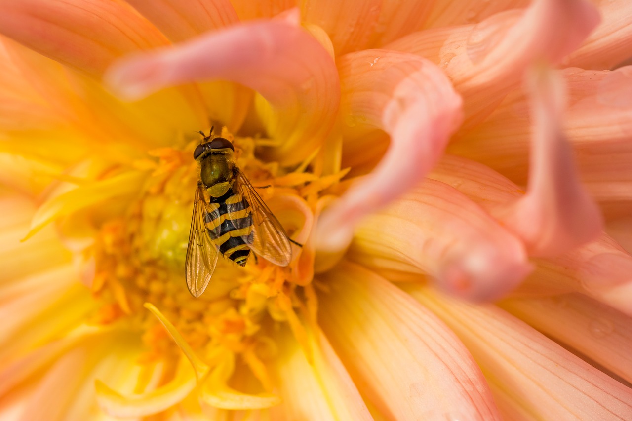 Hornet, Gėlė, Makro, Žiedadulkės, Vabzdys, Žydėti, Nemokamos Nuotraukos,  Nemokama Licenzija