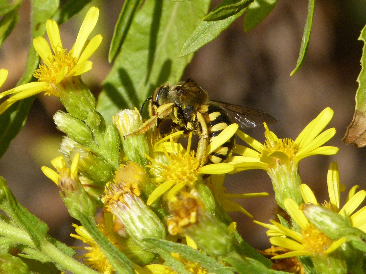 Hornet, Laukinė Gėlė, Libar, Megascolia Maculata, Nemokamos Nuotraukos,  Nemokama Licenzija