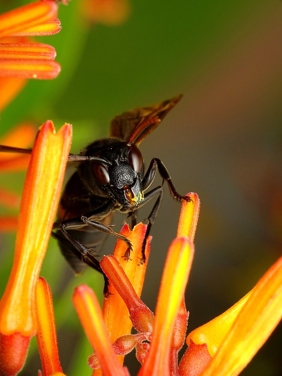 Hornet, Vabzdys, Gamta, Gėlė, Lauke, Skristi, Entomologija, Bičių, Žiedadulkės, Laukinė Gamta