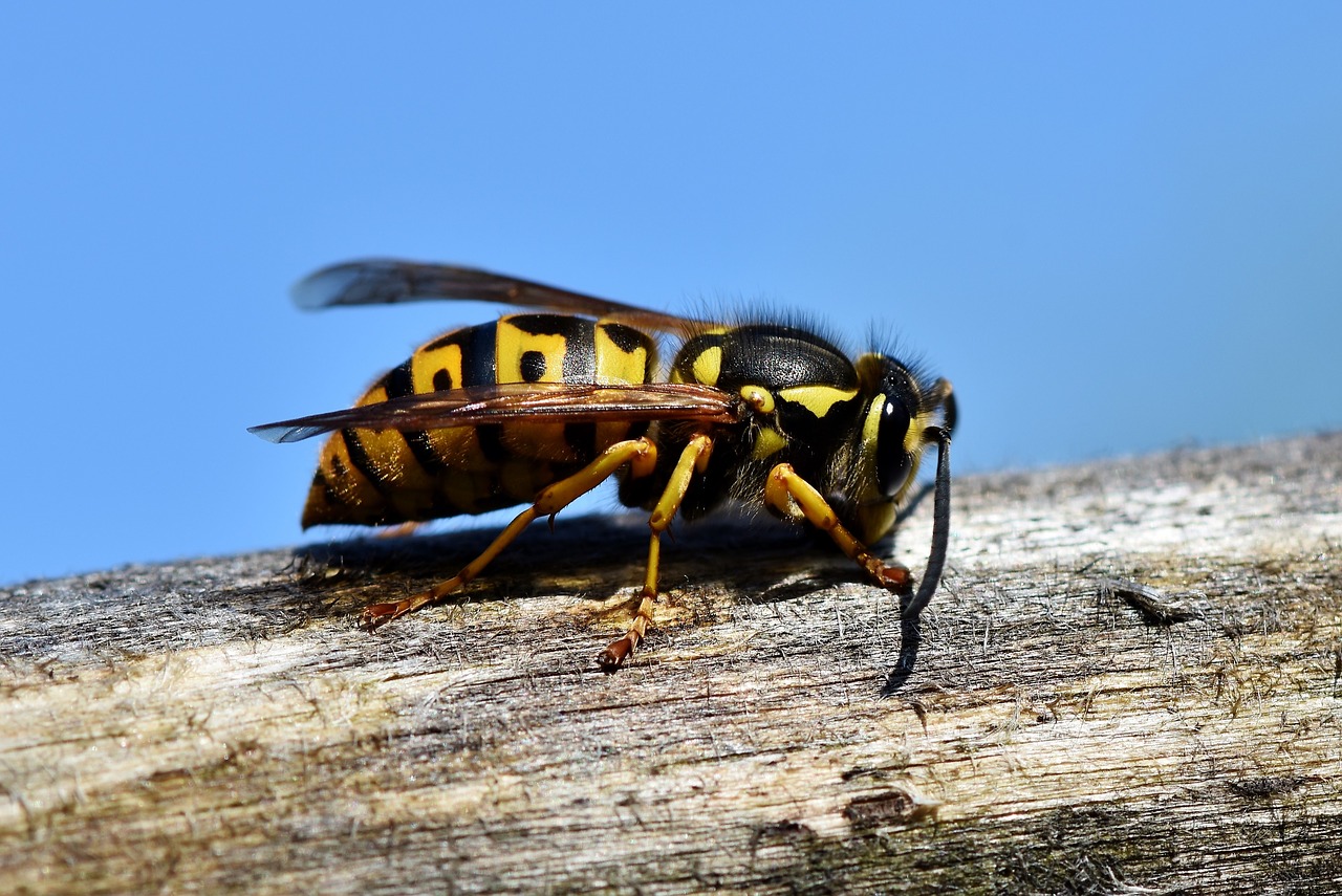 Hornet,  Vabzdys,  Vapsva,  Stingas,  Gyvūnas,  Makro,  Dygliuotas,  Iš Arti,  Sparnas,  Pobūdį