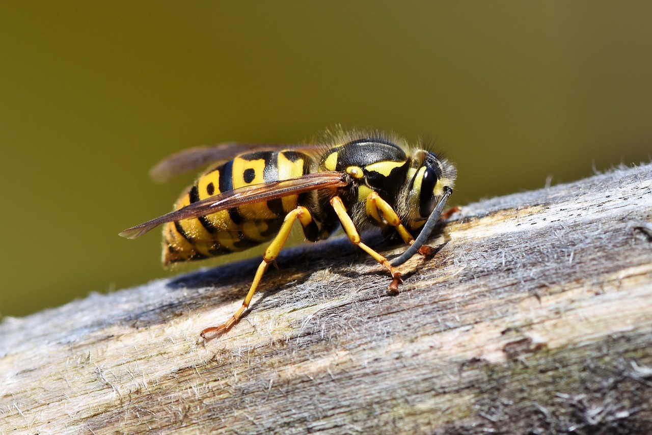 Hornet,  Vapsva,  Vabzdys,  Stingas,  Gyvūnas,  Makro,  Dygliuotas,  Iš Arti,  Sparnas,  Pobūdį