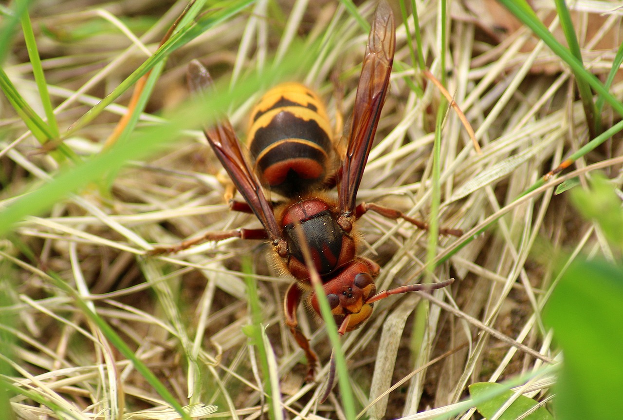 Hornet,  Vabzdys,  Sparnuoti Vabzdžiai, Nemokamos Nuotraukos,  Nemokama Licenzija