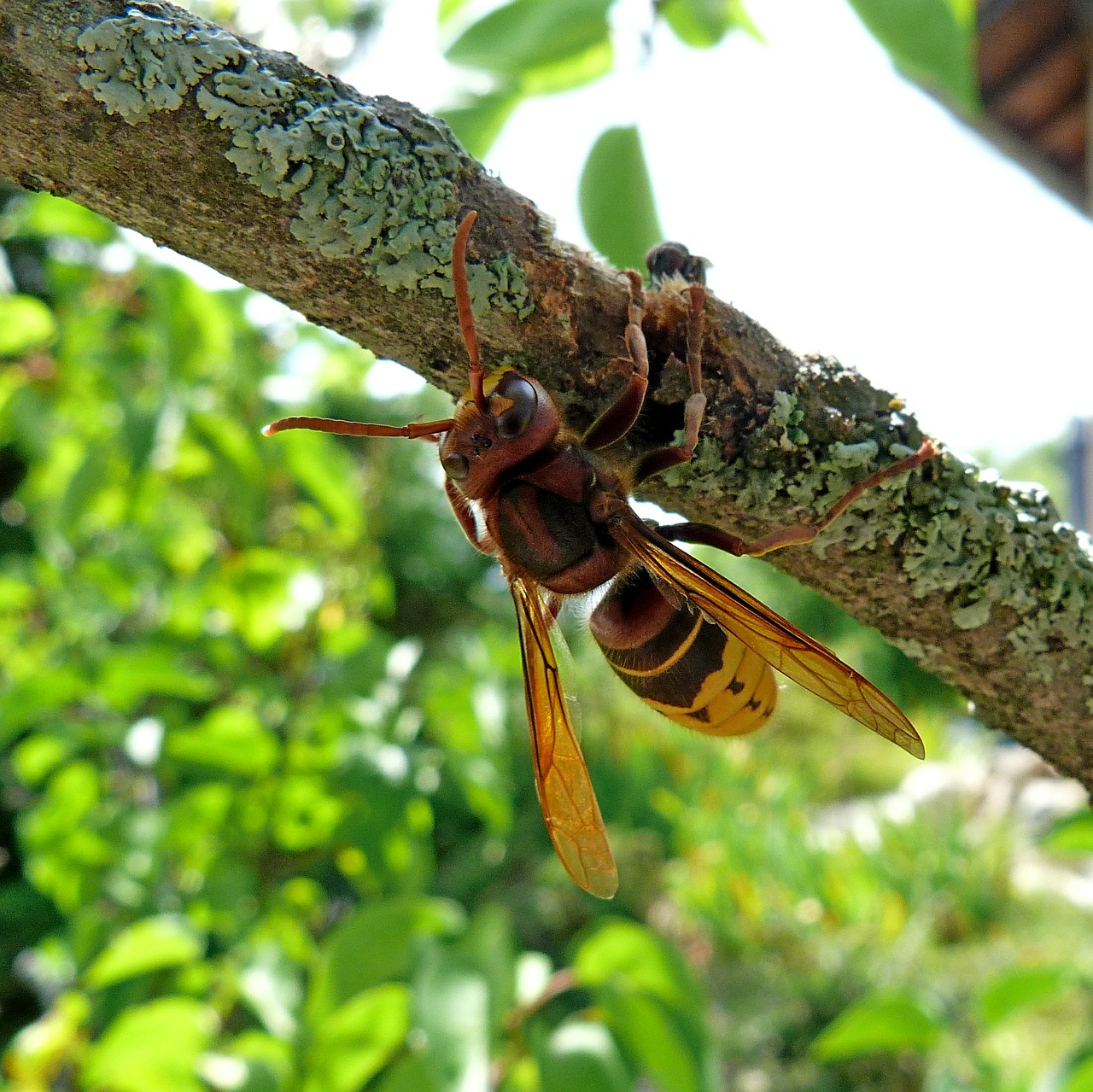 Hornet, Vabzdžiai, Gamta, Makro, Filialai, Žievė, Valgyti, Voras, Nemokamos Nuotraukos,  Nemokama Licenzija