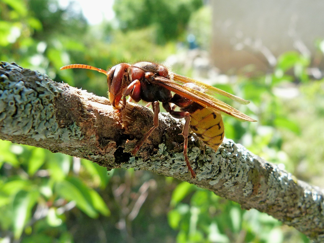 Hornet, Vabzdžiai, Gamta, Makro, Žievė, Filialai, Maistas, Voras, Nemokamos Nuotraukos,  Nemokama Licenzija