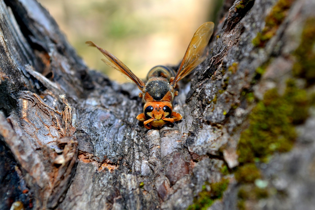 Hornet, Bičių, Vabzdys, Makro, Antena, Sparnas, Nemokamos Nuotraukos,  Nemokama Licenzija