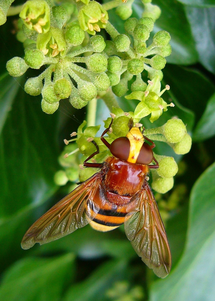 Hornet Mimic Hoverfly, Volucella Zonaria, Vabzdys, Gamta, Padaras, Sparnas, Antena, Natūralus, Nepatogus, Kenkėjas