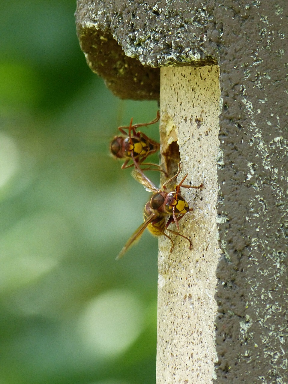 Šikšnosparniai, Vespa Crabro, Gyvūnas, Vabzdys, Isp, Vespidae, Šerti, Avilys, Hornissennest, Lizdas