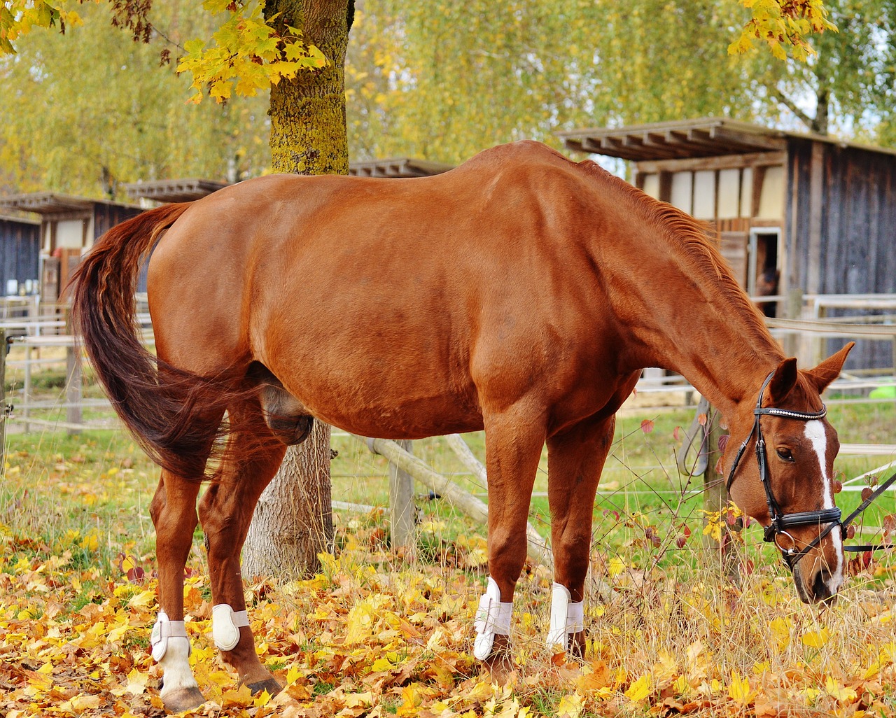 Arklys, Gyvūnas, Važiuoti, Reiterhof, Ruda, Jungtis, Pieva, Lapai, Ruduo, Spalvinga