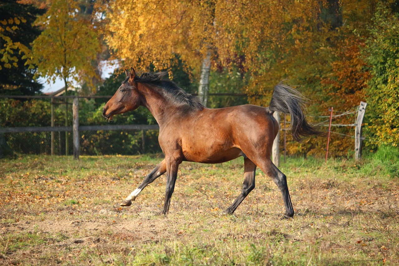 Arklys, Ruda, Eržilas, Grynas Arabiškas, Šokti, Ruduo, Ganykla, Nemokamos Nuotraukos,  Nemokama Licenzija