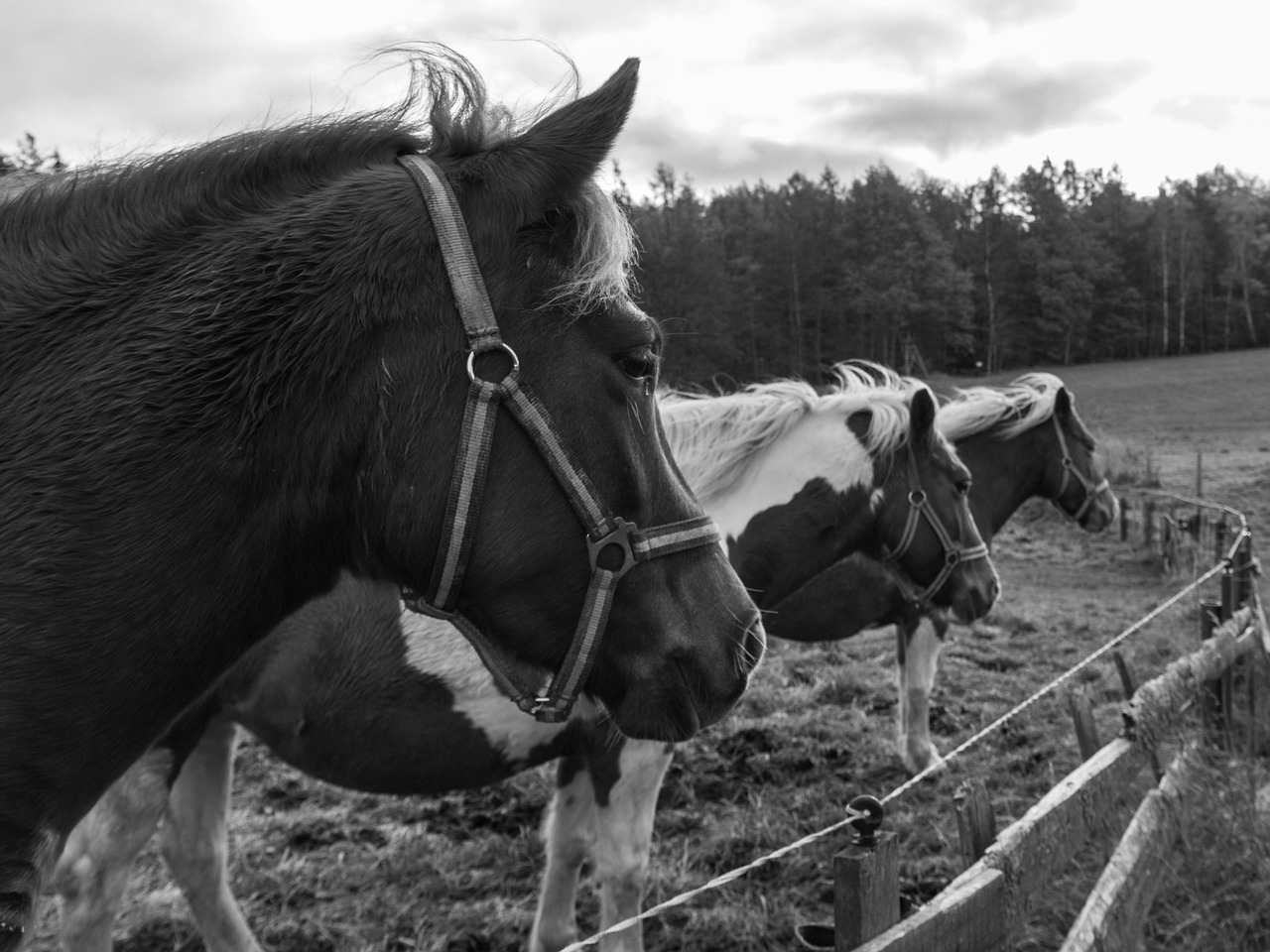 Arklys, Miškas, Miško Pakraštis, Gyvūnas, Tvora, Jungtis, Važiuoti, Nemokamos Nuotraukos,  Nemokama Licenzija