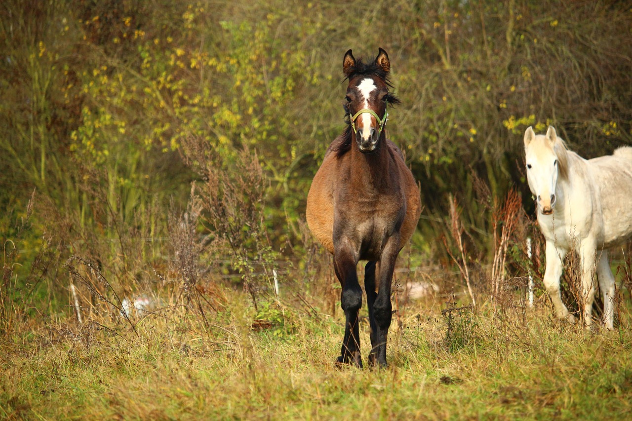 Arklys, Kumeliukas, Dulkės, Ganykla, Ruduo, Valcavimo, Ruda, Grynas Arabiškas, Ponis, Rudas Pelėsis