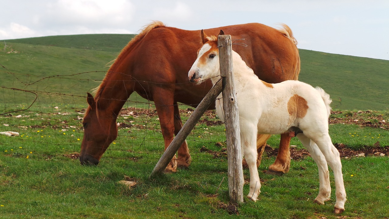 Arklys, Cheval, Caballo, Pferd, Nemokamos Nuotraukos,  Nemokama Licenzija