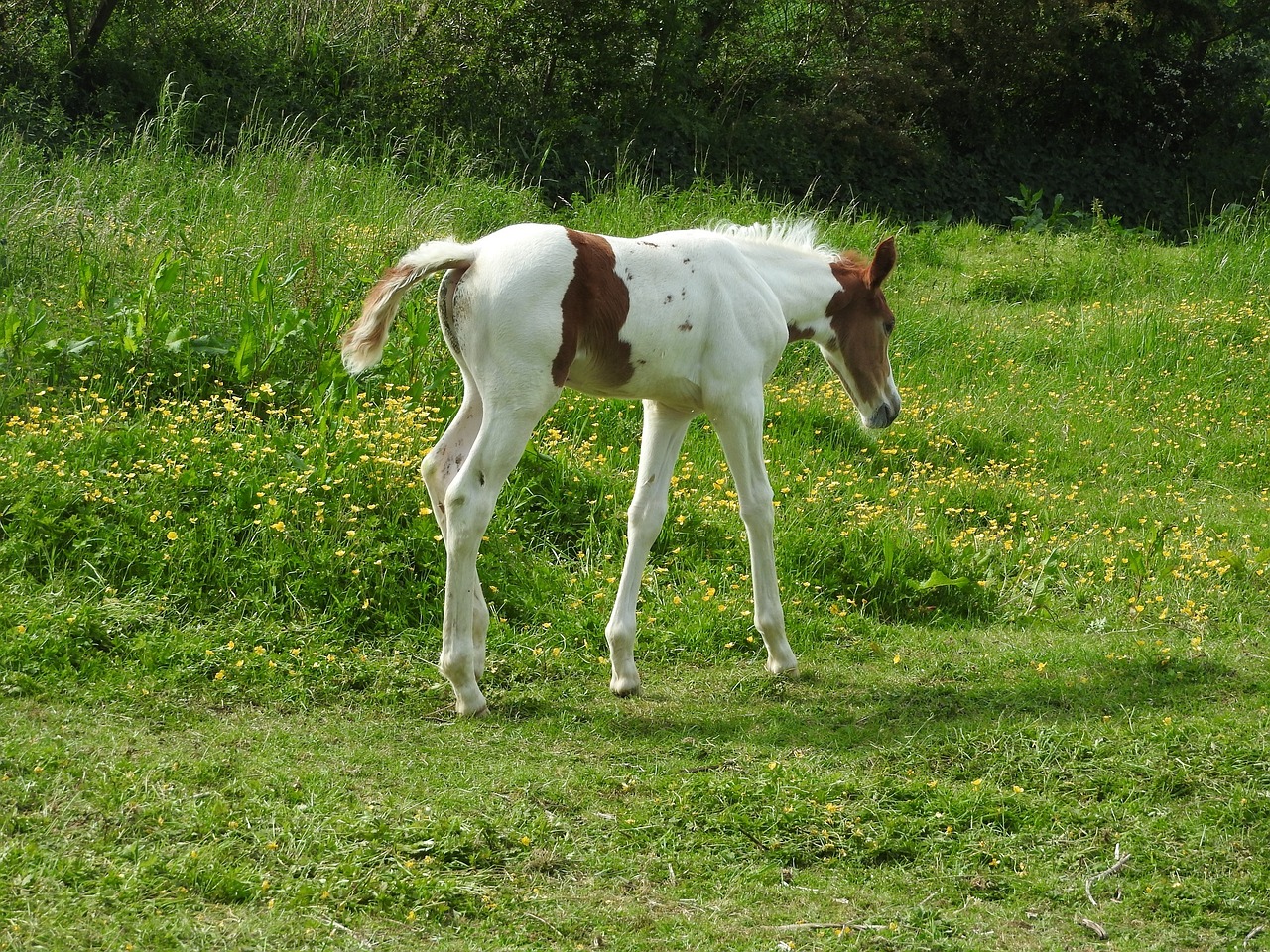 Arklys, Kumeliukas, Vaikščioti, Arkliai, Žolė, Portretas, Gyvūnas, Vidaus, Jaunas, Ganykla