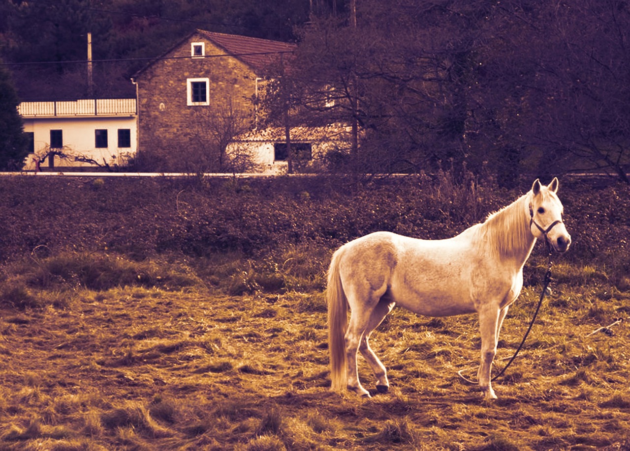 Arklys, Sustojo, Namai, Žemė, Nemokamos Nuotraukos,  Nemokama Licenzija