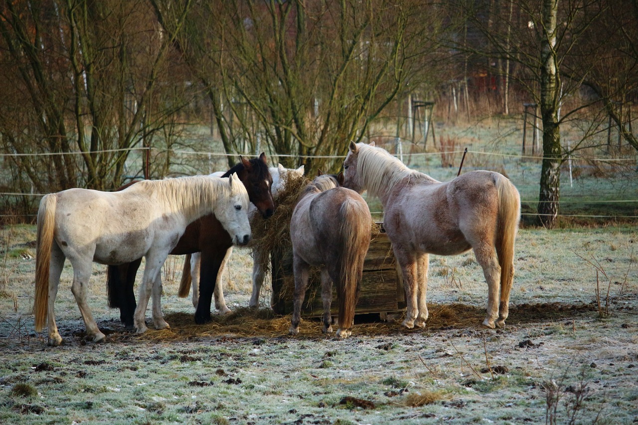 Arklys, Ganykla, Žiema, Šienas, Maitinimas, Šaltis, Pelėsiai, Grynas Arabiškas, Flock, Nemokamos Nuotraukos