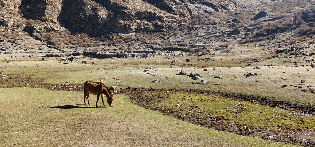 Arklys, Kalnai, Nepalas, Žolė, Asija, Žygiai, Nemokamos Nuotraukos,  Nemokama Licenzija