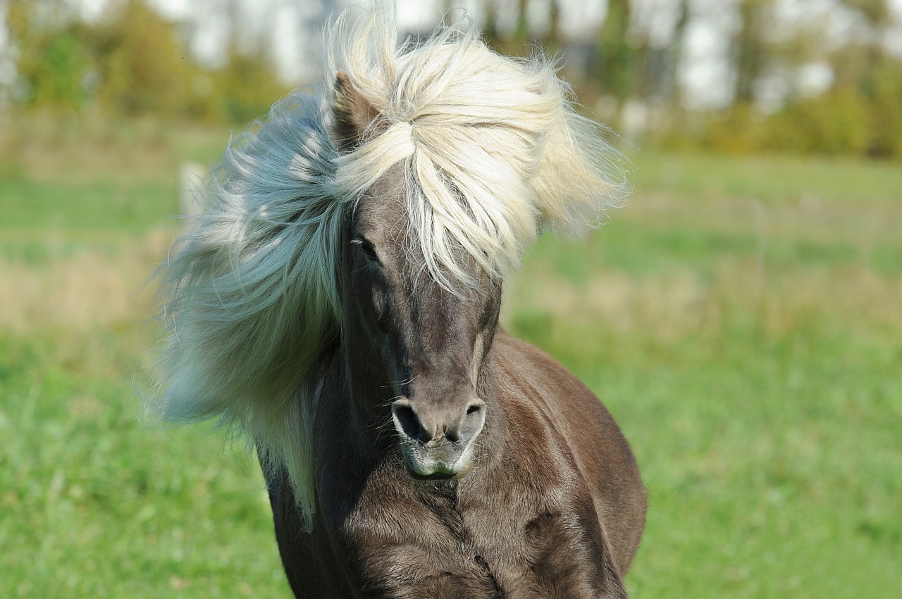 Arklys, Islandų Salos, Islandijos Arklys, Iceland Pony, Žiurkė, Nemokamos Nuotraukos,  Nemokama Licenzija