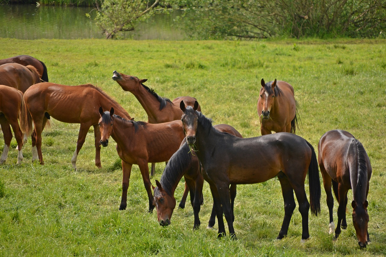 Arkliai, Flock, Jungtis, Važiuoti, Gyvūnai, Ganykla, Ruda, Ganyti, Laukinė Gamta, Žinduolis