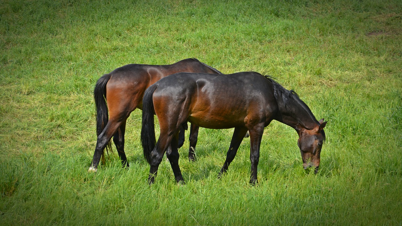 Arkliai, Flock, Jungtis, Važiuoti, Gyvūnai, Ganykla, Ruda, Ganyti, Laukinė Gamta, Žinduolis