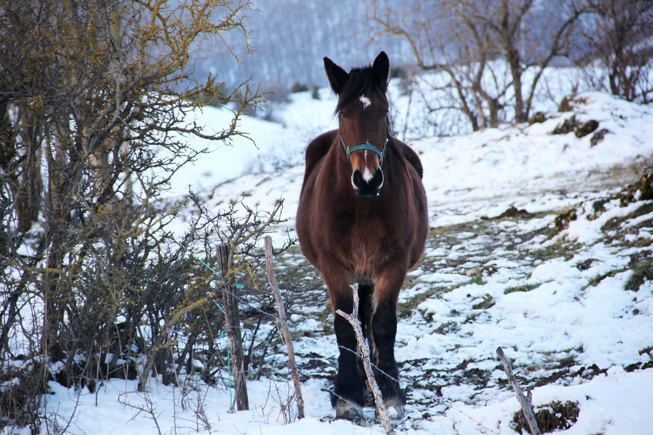 Arklys, Jodinėjimas, Sniegas, Žiema, Jodinėjimo Mokykla, Ponis, Kalnas, Važiuoti, Nemokamos Nuotraukos,  Nemokama Licenzija