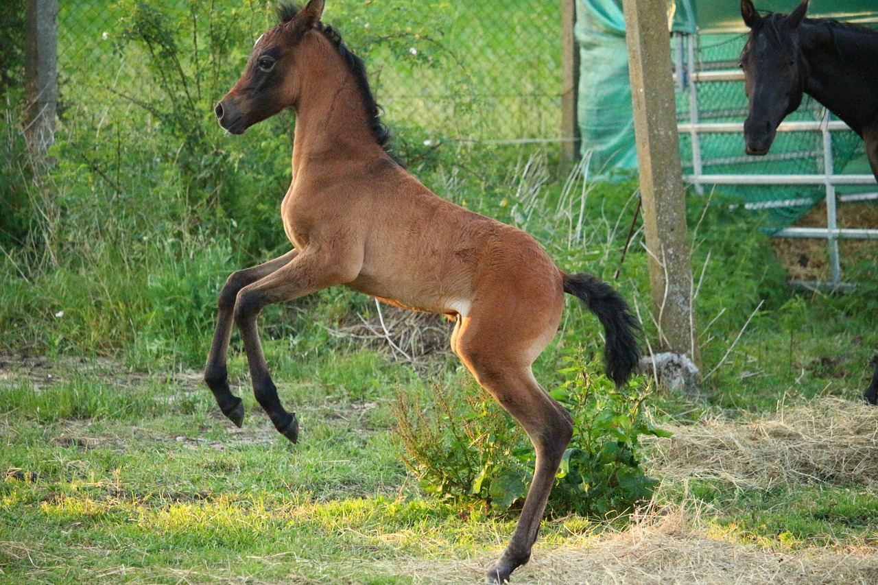 Arklys, Kumeliukas, Žindyti, Rudas Pelėsis, Grynas Arabiškas, Pakili Dvasia, Pakilti, Ganykla, Pieva, Nemokamos Nuotraukos