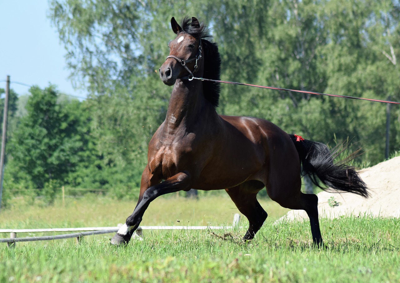 Arklys, Eržilas, Arkliu Veikia, Lenktynių Žirgais, Grynakraujis, Galia, Jėga, Jodinėjimas, Elegancija, Didingas