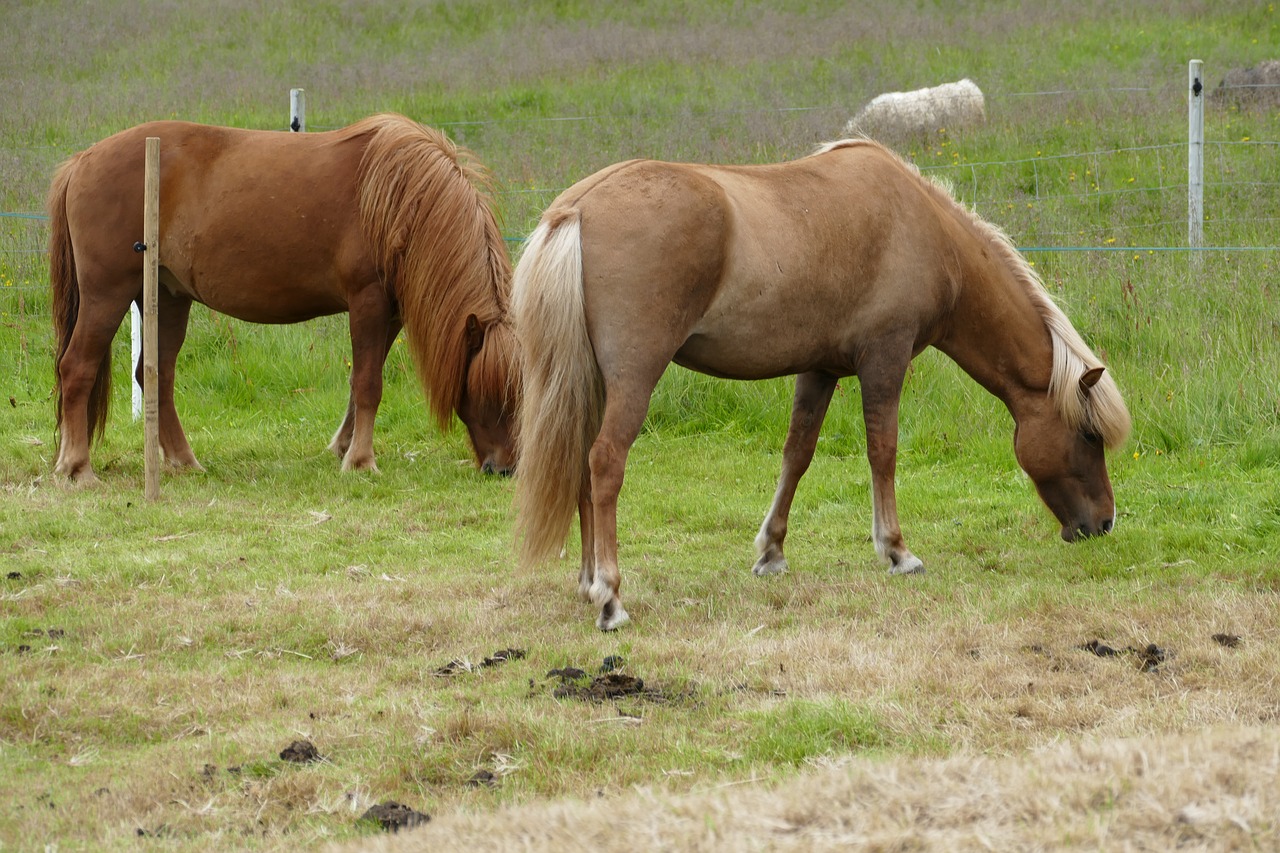 Arklys, Iceland, Islandijos Arklys, Iceland Pony, Žiurkė, Ponis, Gyvūnas, Jodinėjimas, Pieva, Valgyti