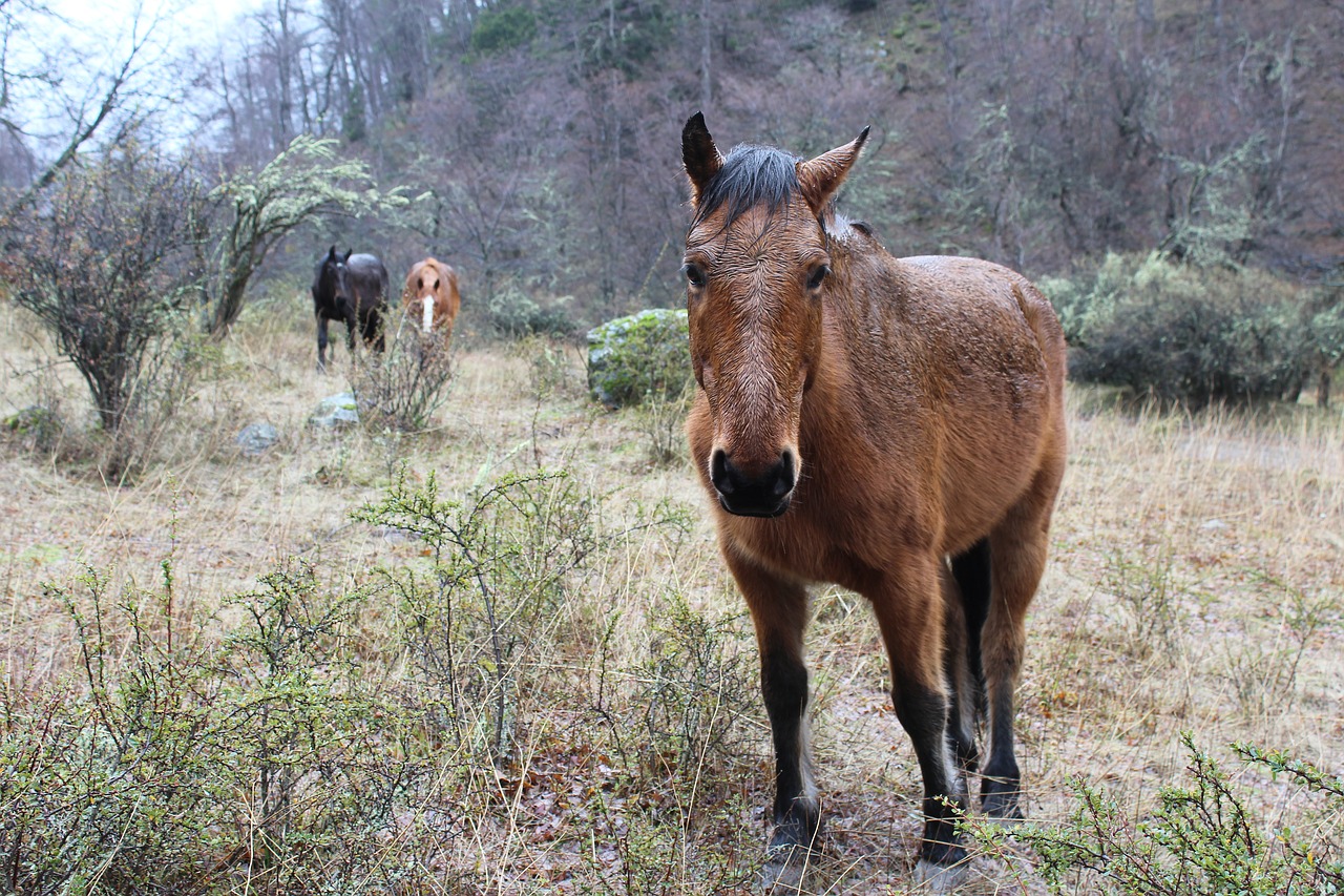 Arklys, Gyvūnai, Laukas, Nemokamos Nuotraukos,  Nemokama Licenzija