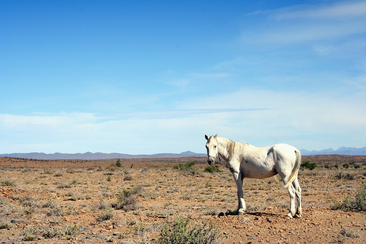 Arklys, Karoo, Karštas, Sausas, Apleistas, Pietų Afrika, Troškulys, Sausas, Gyvūnas, Equus