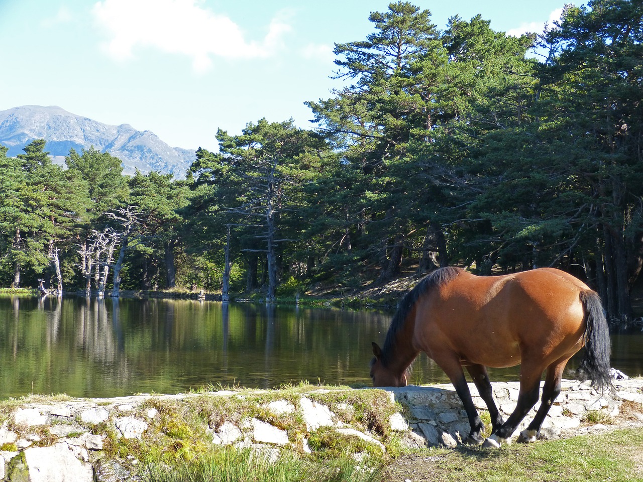 Arklys, Laistymas Yra, Vandens Indas, Bassa Doles, Val Daran, Ežeras, Pyrenee Catalunya, Nemokamos Nuotraukos,  Nemokama Licenzija