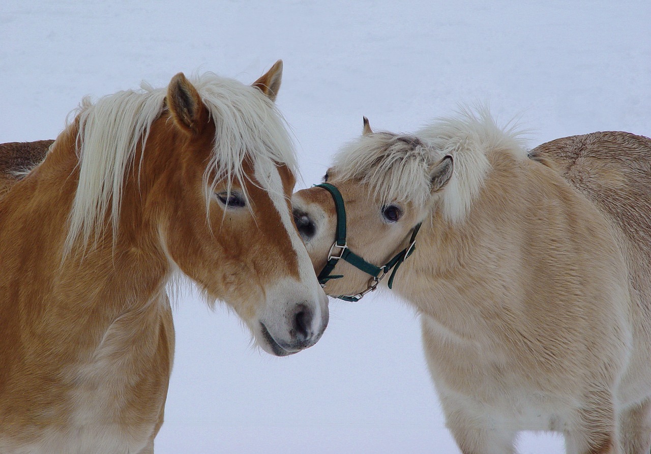 Arklys, Ponis, Kumeliukas, Ruda, Gyvūnas, Blaze, Mare, Meilė, Motinystės Meilė, Eržilas