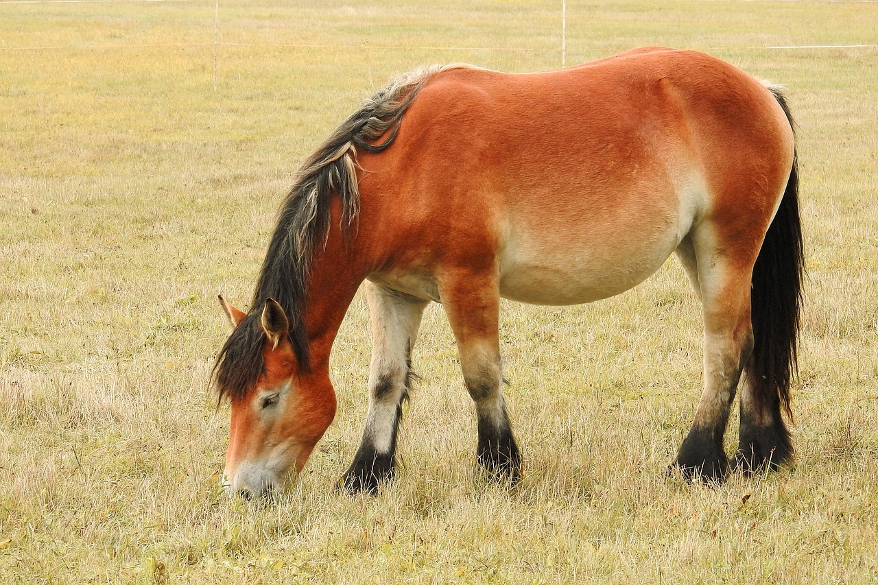 Arklys, Kaltblut, Mare, Jaunas Arklys, Ganykla, Paddock, Ruda, Ganyti, Valgyti, Žolė