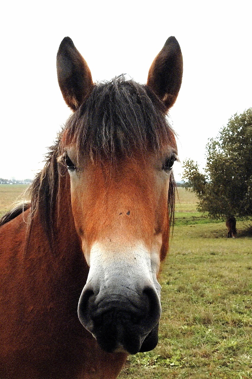 Arklys, Kaltblut, Mare, Jaunas Arklys, Ganykla, Paddock, Ruda, Gamta, Nemokamos Nuotraukos,  Nemokama Licenzija