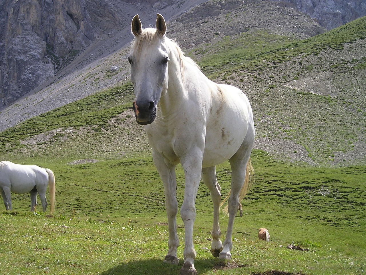 Arklys, Mare, Balta, Pelėsiai, Dolomitai, Kalnai, Alpių, South Tyrol, Italy, Gyvūnas