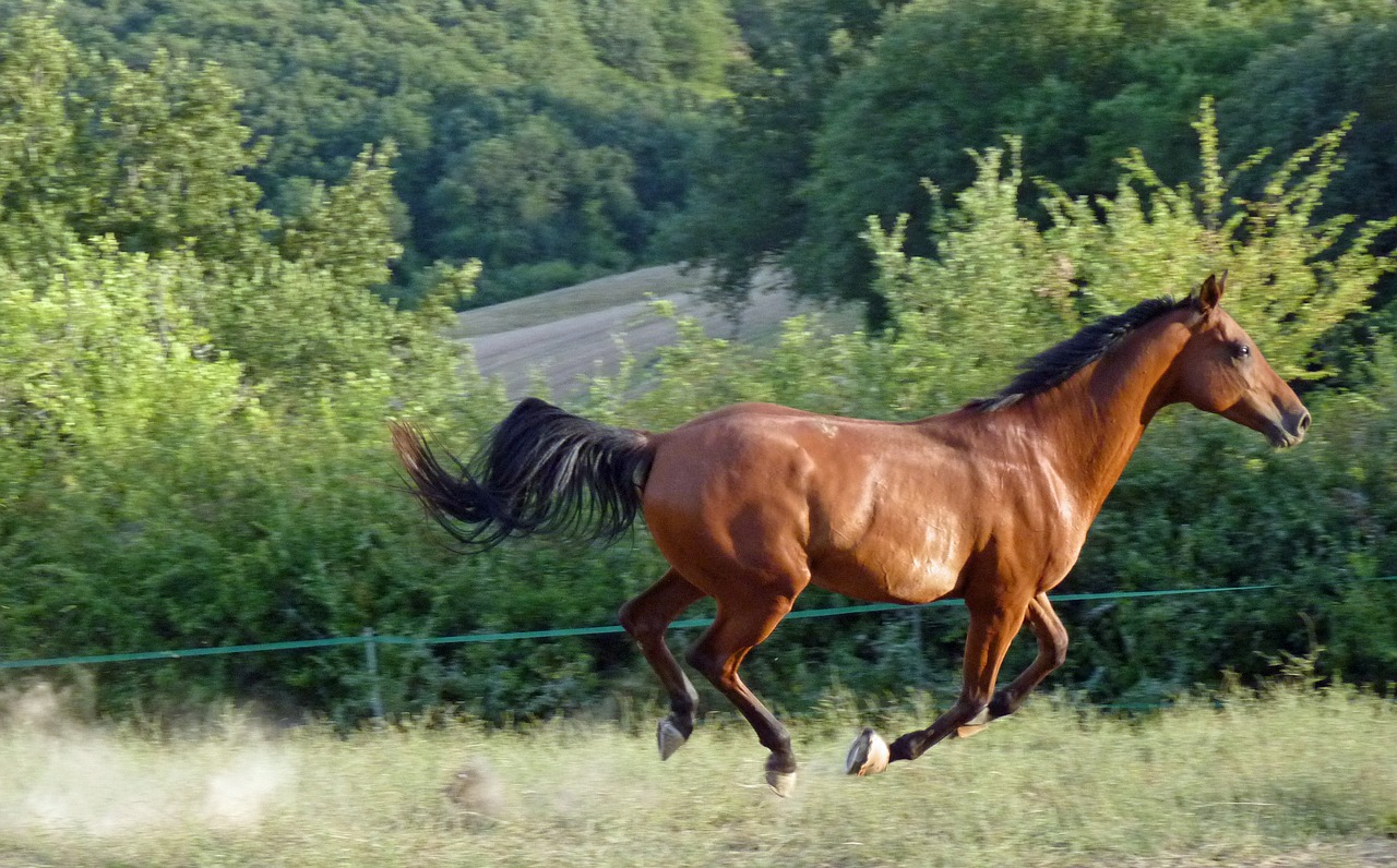 Arklys, Grynas Arabų Kraujas, Arklių Veisimas, Arkliai, Pre, Šokti, Pavogtas, Nemokamos Nuotraukos,  Nemokama Licenzija