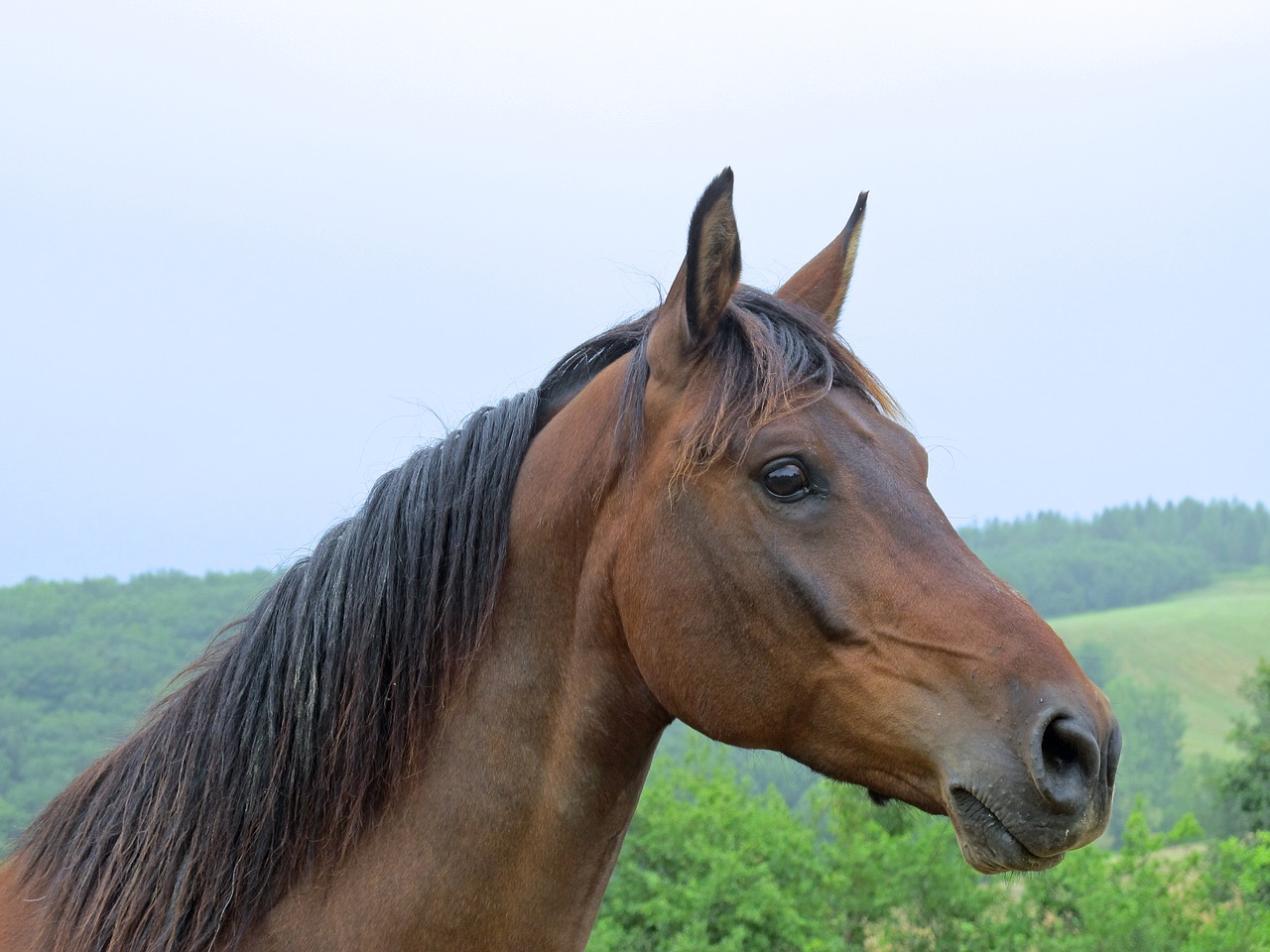 Arklys, Grynas Arabų Kraujas, Arklių Veisimas, Veisliniai Arkliai, Arklio Galva, Galva, Arkliai, Nemokamos Nuotraukos,  Nemokama Licenzija