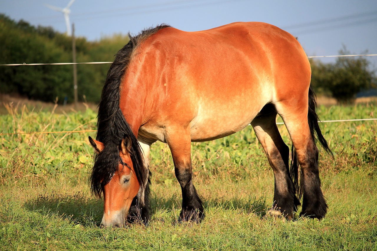 Arklys, Mare, Kaltblut, Ganykla, Ganyti, Ruda, Nemokamos Nuotraukos,  Nemokama Licenzija