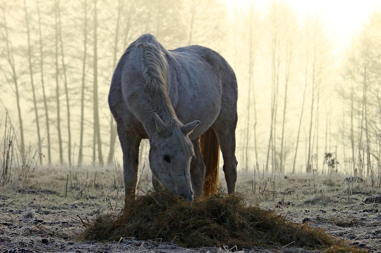 Arklys, Pelėsiai, Rūkas, Ryto Migla, Maitinimas, Šienas, Grynas Arabiškas, Ganykla, Jungtis, Žiema