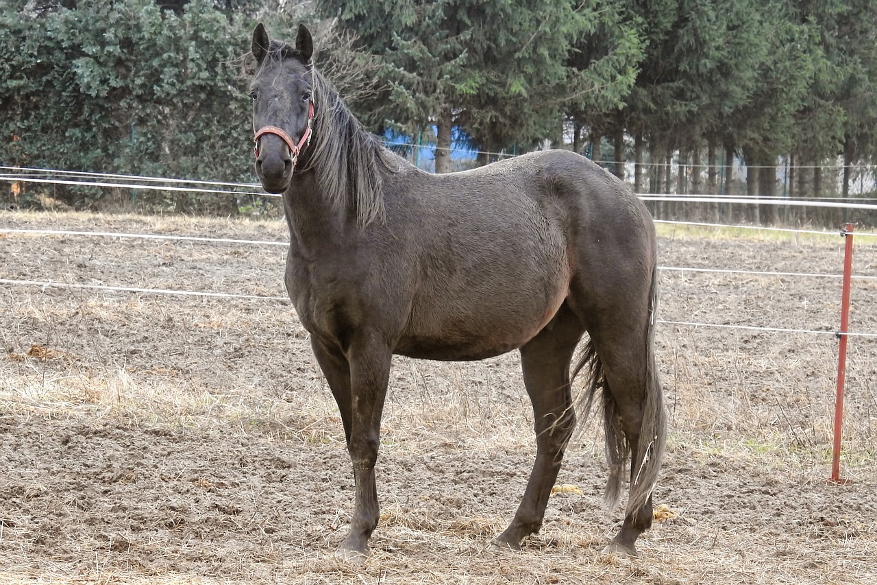 Arklys, Juoda Ruda, Ganykla, Žolė, Gyvūnas, Žinduolis, Elba, Prettin, Nemokamos Nuotraukos,  Nemokama Licenzija