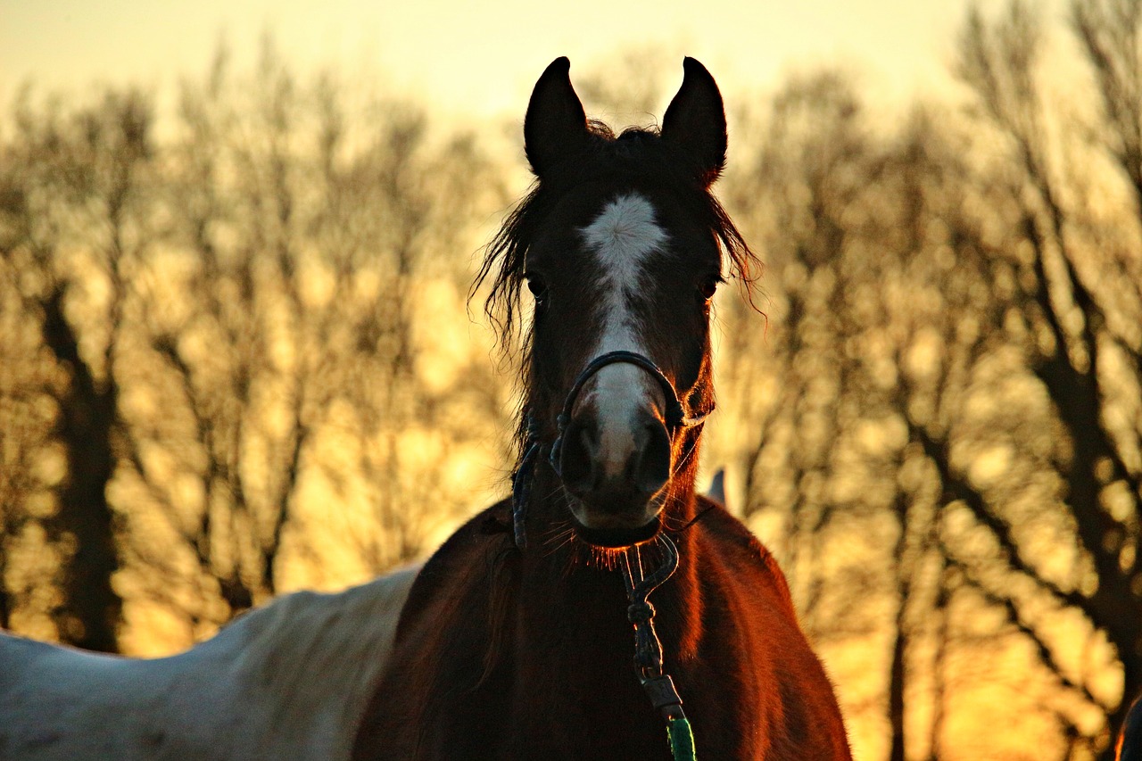 Arklys, Vakarinis Dangus, Ruda, Grynas Arabiškas, Abendstimmung, Dusk, Nuotaika, Arklio Galva, Nemokamos Nuotraukos,  Nemokama Licenzija