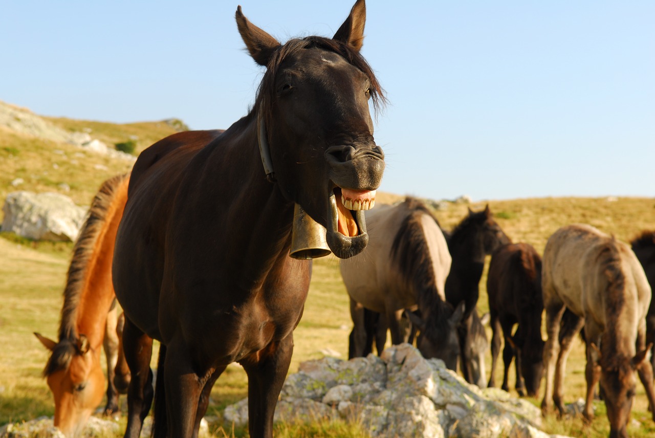 Arklys, Juokiantis Žirgas, Juokinga, Šypsena, Gyvūnas, Linksma, Gamta, Juoktis, Nemokamos Nuotraukos,  Nemokama Licenzija