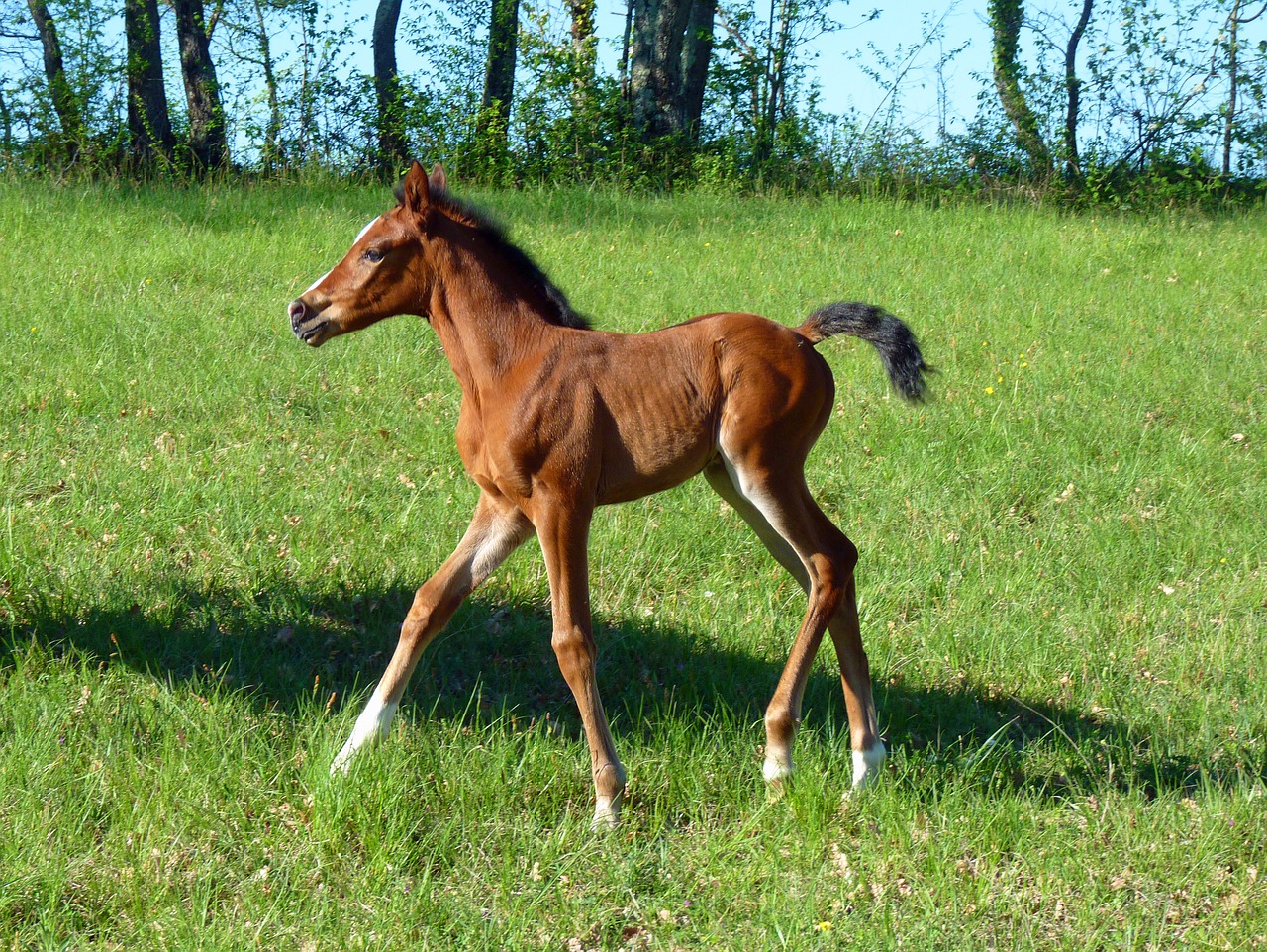 Arklys, Grynas Arabų Kraujas, Veisliniai Arkliai, Arkliai, Pre, Prairie, Kumeliukas, Petit, Giraitė, Nemokamos Nuotraukos