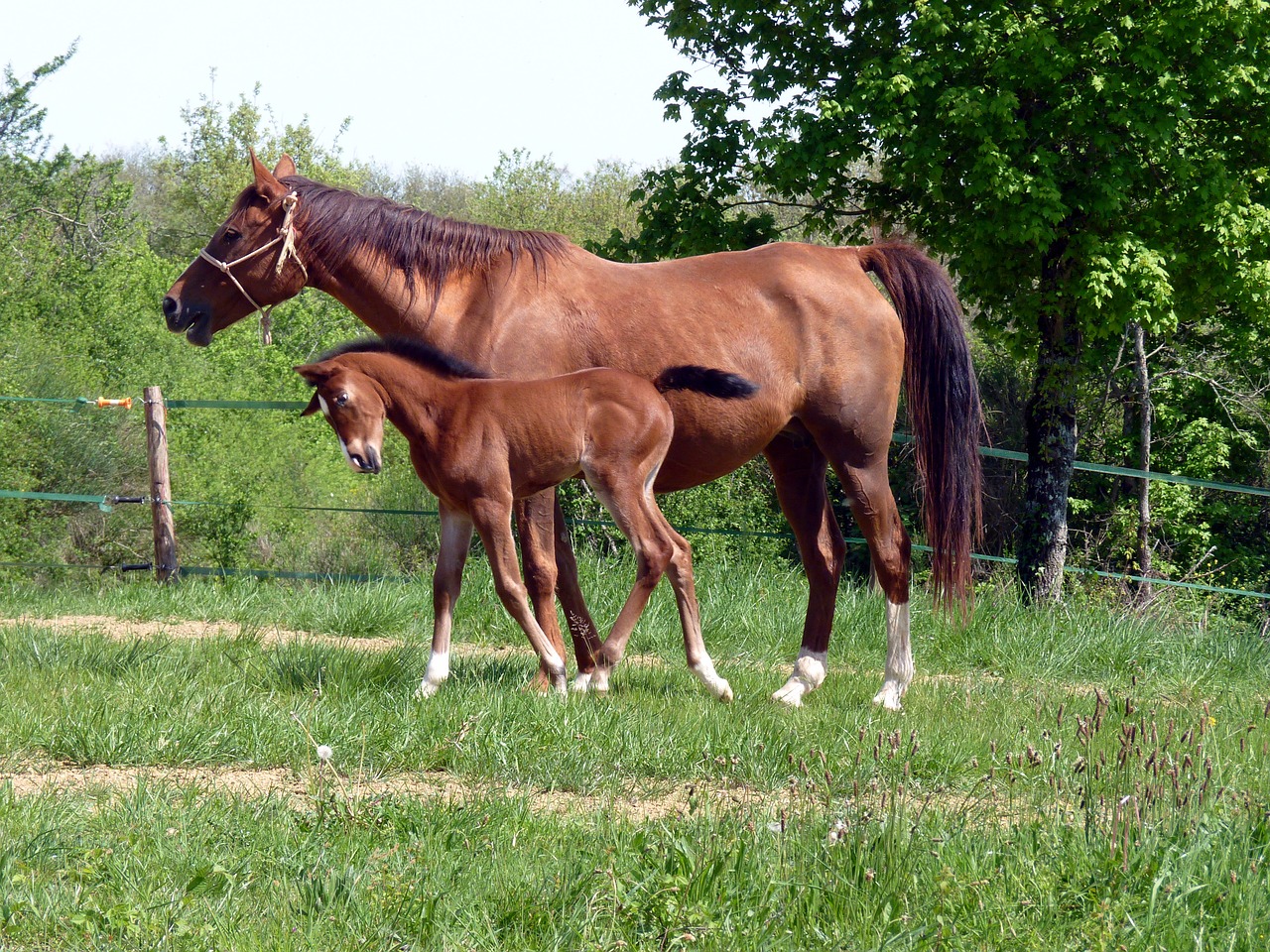 Arklys, Grynas Arabų Kraujas, Veisliniai Arkliai, Arkliai, Arkliai, Arabiškas, Veisimas, Mare, Giraitė, Broodmare