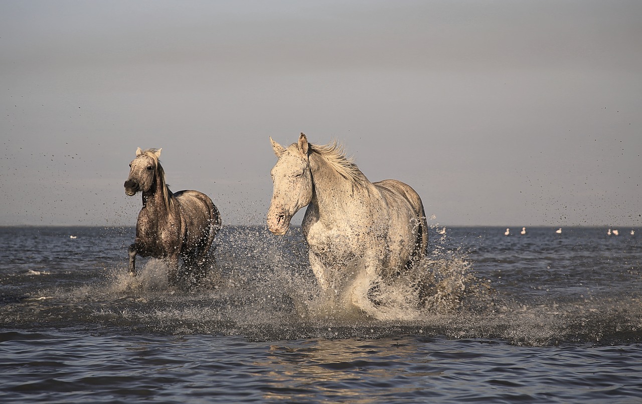 Arklys, Camargue, Balta, Arkliai, Gyvūnai, Lenktynės, Gamta, Vanduo, Camargue Arklys, Žiurkė