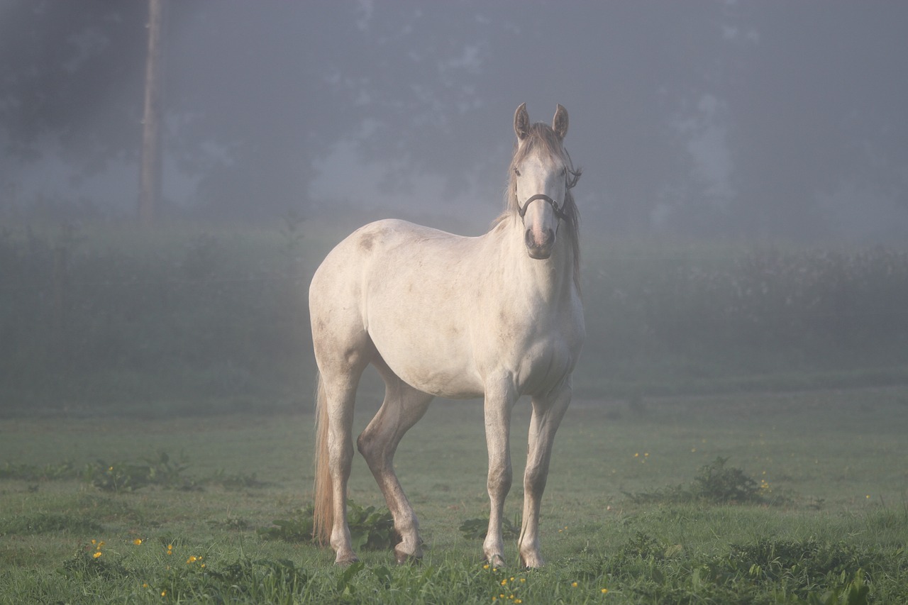 Arklys, Airija, Rūkas, Pelėsiai, Gyvūnas, Ponis, Gamta, Mistinis, Nuotaika, Žiurkė