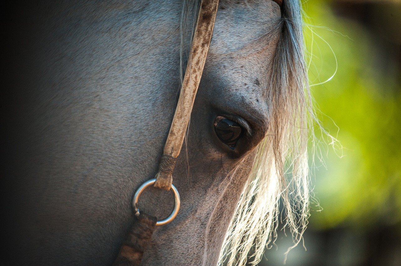 Arklys, Ūkis, Laukas, Gyvūnai, Galvijai, Pasagos, Arkliai, Nemokamos Nuotraukos,  Nemokama Licenzija