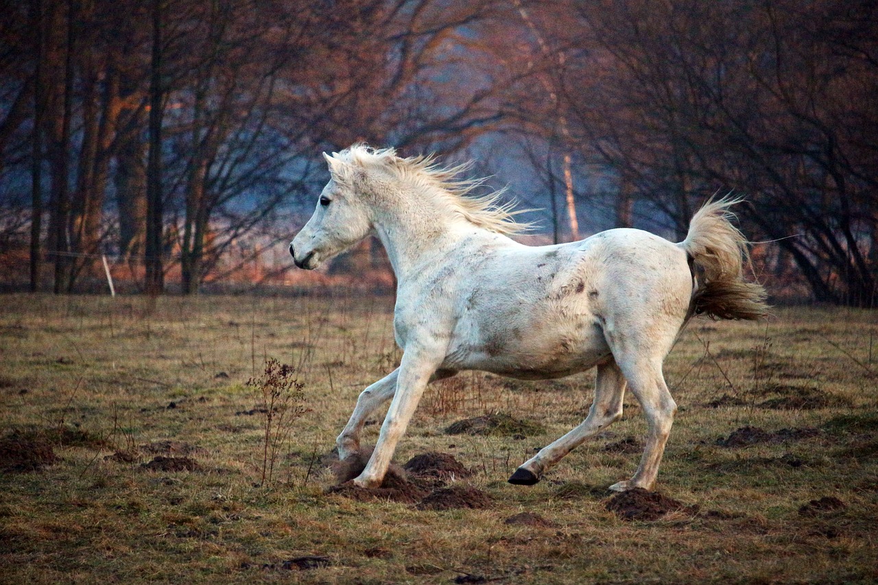 Arklys, Pelėsiai, Šokti, Grynas Arabiškas, Ganykla, Flock, Paddock, Nemokamos Nuotraukos,  Nemokama Licenzija