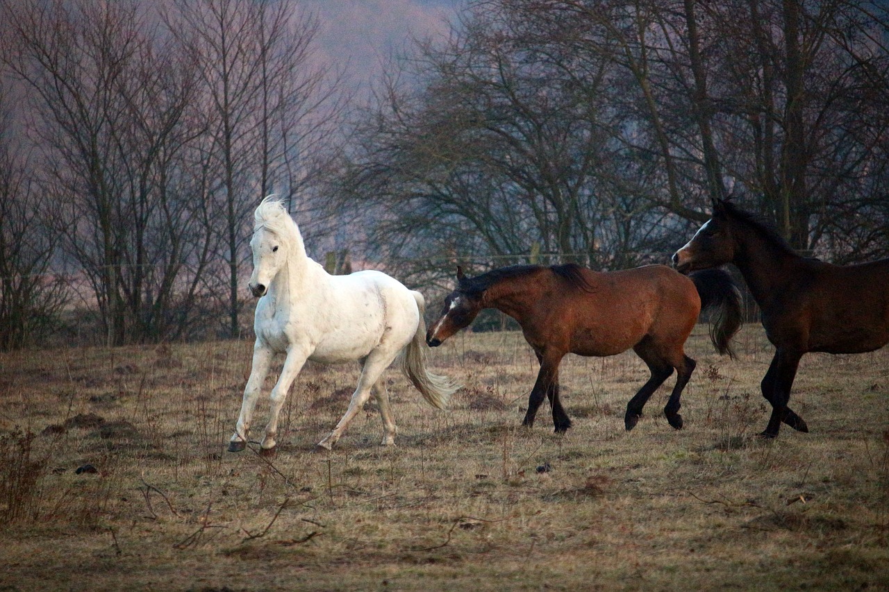 Arklys, Flock, Pelėsiai, Šokti, Grynas Arabiškas, Ganykla, Jungtis, Paddock, Abendstimmung, Rudas Pelėsis