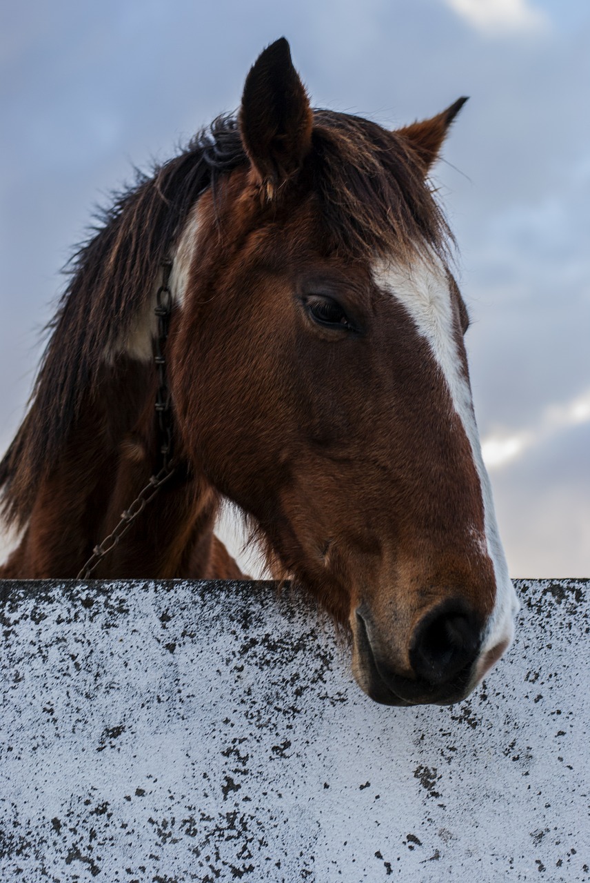 Arklys, Gyvūnas, Ūkis, Haras, Gamta, Akis, Gyvūnų Pasaulis, Galva, Nemokamos Nuotraukos,  Nemokama Licenzija