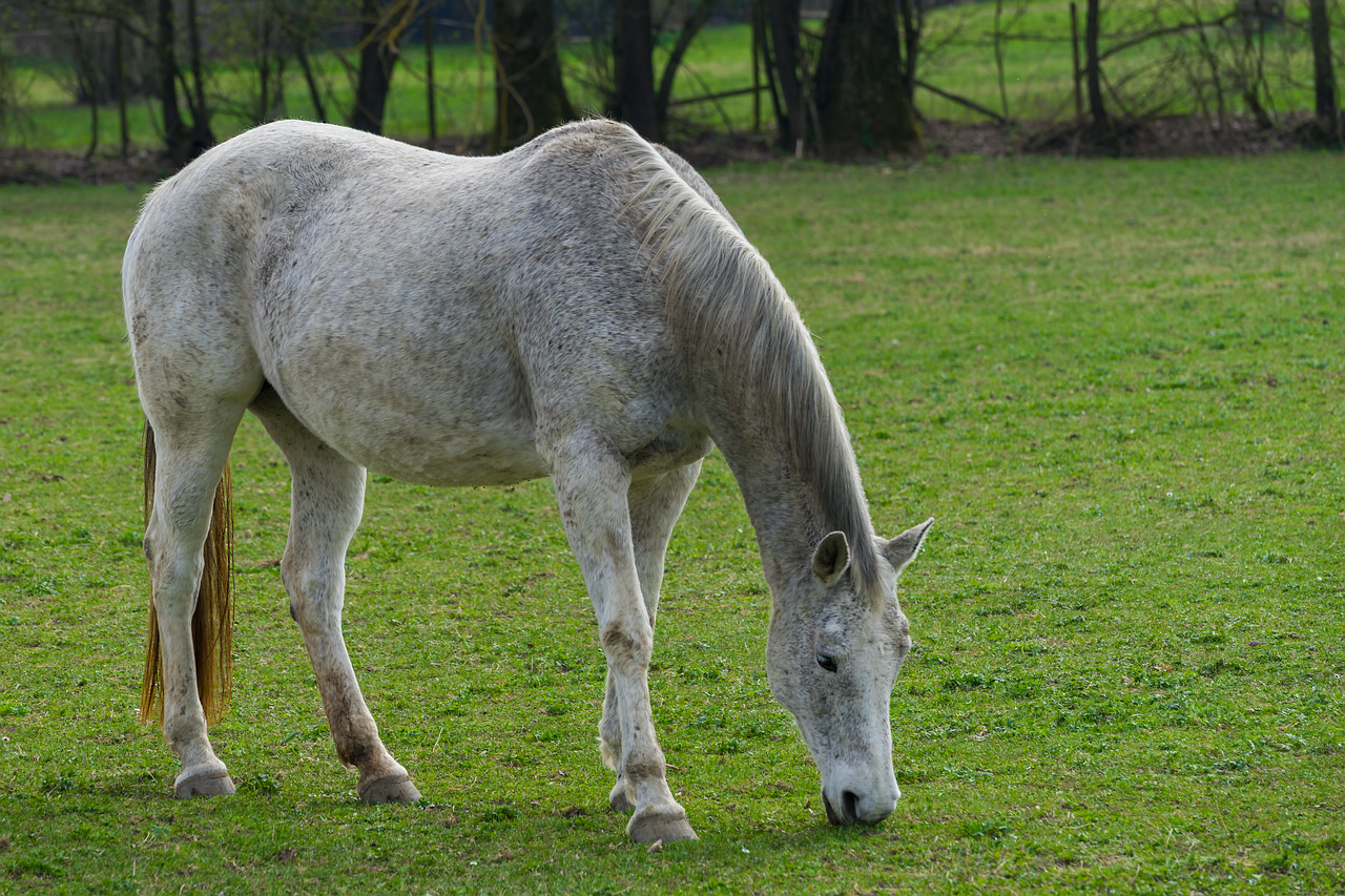 Arklys, Gyvūnai, Gamta, Paddock, Žiurkė, Jungtis, Pelėsiai, Važiuoti, Žinduolis, Gyvūnų Pasaulis